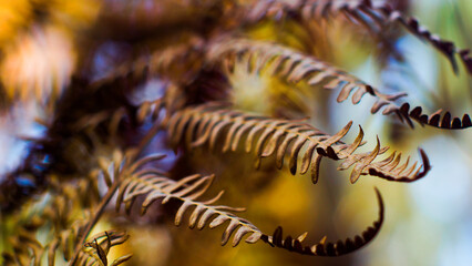 Feuilles de fougère sauvages, en hiver, dans la forêt des Landes de Gascogne