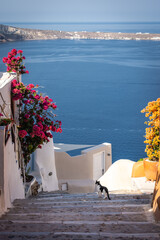 Colourful flowers along the walking path in Santorini