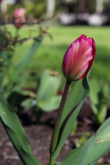 Colourful tulip flower plant, flower photography