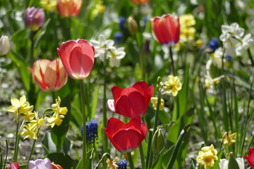 bunt blühendeTulpen,  (Tulipa), Blumenbeet, Deutschland