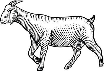 Illustration of goat isolated on white background. Sketch engraved vector illustration