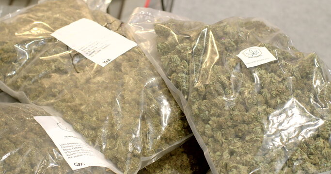 Trader with a large package of cannabis in his hands at trade show. Legal selling of medical cbd hemp products. 5.11.2022 Letnany, Prague, CZ