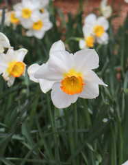 Daffodils plant, natural flowers photography