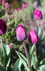Colourful tulip flower plant, flower photography