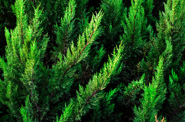 green spruce texture background 