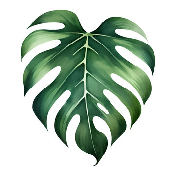 Monstera Leaf Isolated Detailed Hand Drawn Painting Illustration