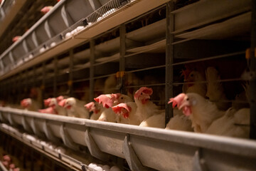 Chickens in Cages in a Poultry Farm