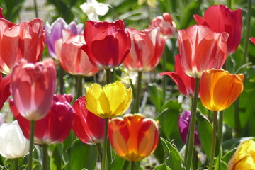 bunt blühendeTulpen,  (Tulipa), Blumenbeet, Deutschland