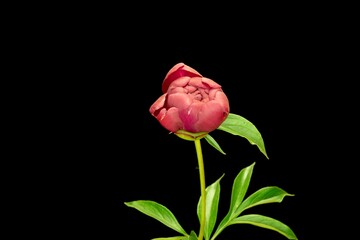Red peony on a black background. Celebration. Valentine's Day. Wedding © MarinaLye