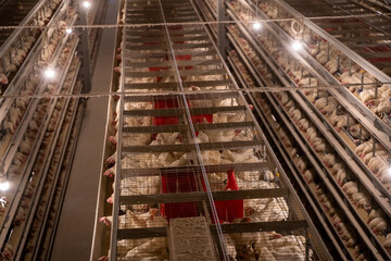 Chickens in Cages in a Poultry Farm