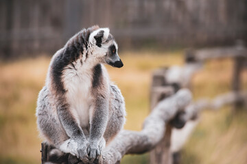 Naklejka na ściany i meble funny lemur sits on a log in nature