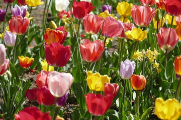 bunt blühendeTulpen,  (Tulipa), Blumenbeet, Deutschland