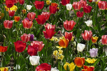 Fototapeta premium bunt blühendeTulpen, (Tulipa), Blumenbeet, Deutschland