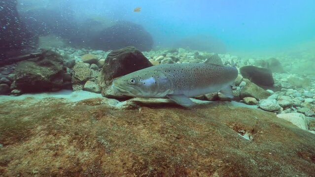 Freshwater fish Common huchen (Hucho hucho) in the beautiful clean river. Underwater footage with excellent background and natural light. Wildlife animal Danube salmon. Swimming predator fish in the r