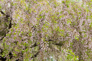 Pendulous branches of blooming decorative weeping cherry in overcast weather