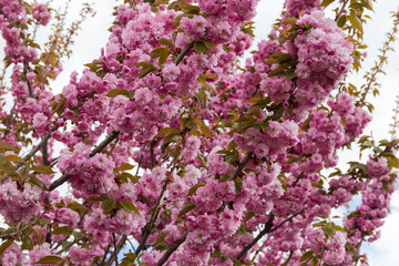 Branches of blooming cherry blossom against the cloudy sky
