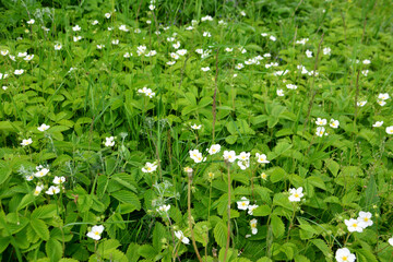 meadow with blooming white flowers of wild strawberry among green leaves isolated