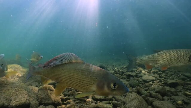 Underwater footage of Grayling (Thymallus thymallus) feeding and swimming in a natural stream. River habitat. Life in the river. Freshwater fish in sunny day