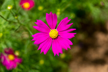 Obraz premium Flower, 꽃