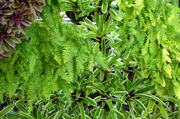 beautiful green fern garden, natural background