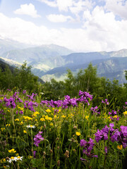 Fototapeta premium Mountains Georgia Mestia Svaneti beautiful place flowers
