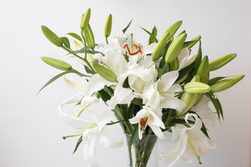 Flower of a large white lily on a white background