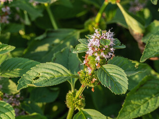 Southern Urals, blooming wild mint (Mentha arvensis).
