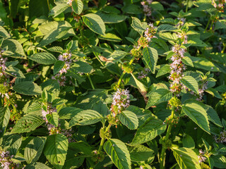 Fototapeta premium Southern Urals, blooming wild mint (Mentha arvensis).