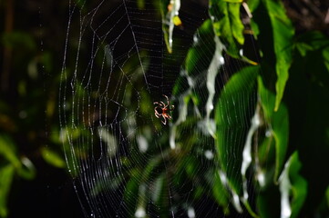 spider and web