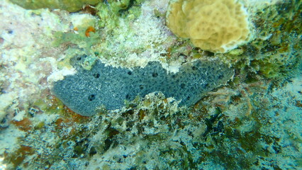 Lavender rope sponge (Niphates erecta) undersea, Caribbean Sea, Cuba, Playa Cueva de los peces
