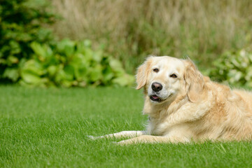 dog golden retriever lying on meadow in the garden - 569146118