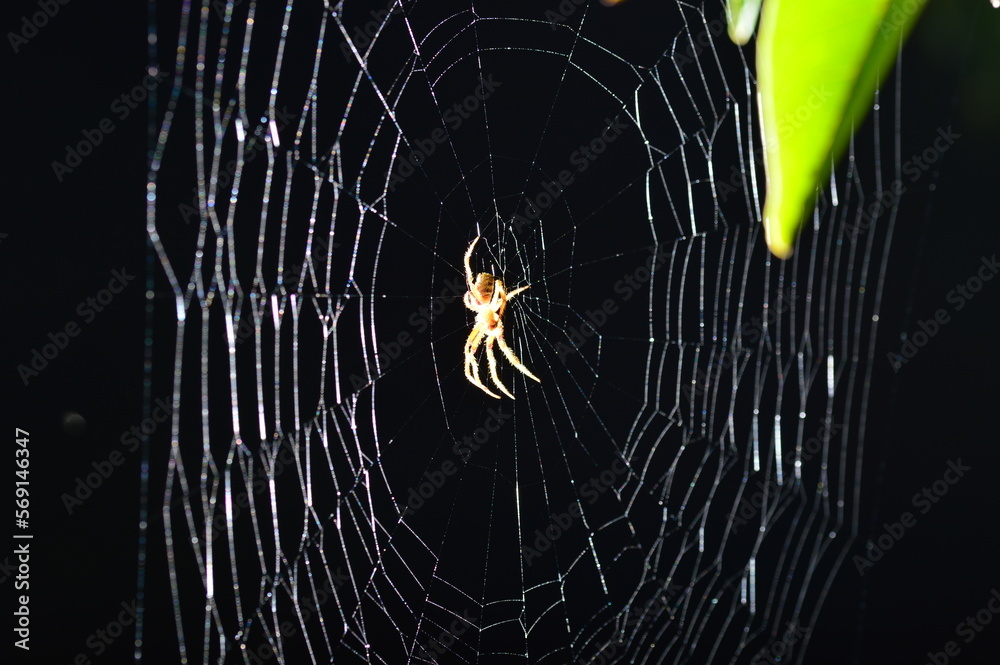 Canvas Prints spider and web