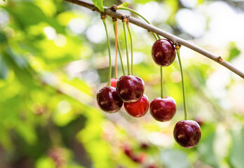 Detail of ripe red sour cherries on tree