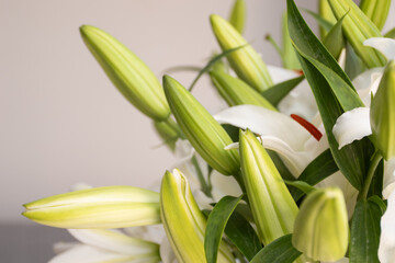 Obraz premium Unopened buds of white lilies in a vase on the table