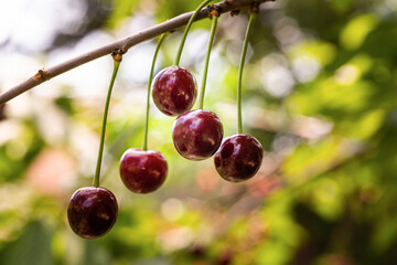 Detail of ripe red sour cherries on tree