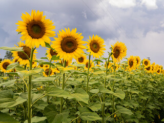 Sonnenblume Feld Sunflower 