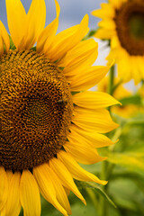 Sonnenblume Feld Sunflower 