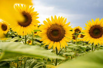 Sonnenblume Feld Sunflower 