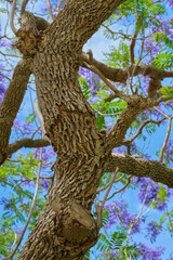 Tree Ways 2