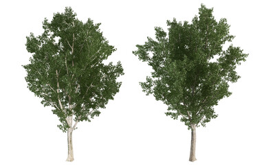 Obraz premium tree isolated on white