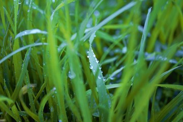 Grass with Dew