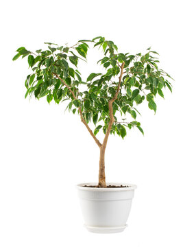 benjamin's ficus houseplant with variegated leaves in a white planter, isolated
