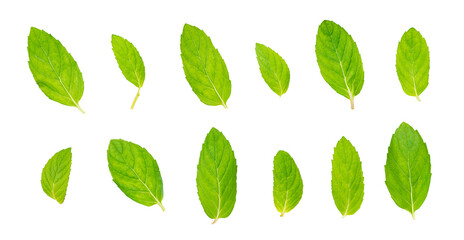 Fresh green mint leaves isolated on white background. Close up of peppermint with clipping path. Full Depth of field. Focus stacking. PNG	