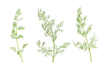 Dill isolated on white background, full depth of field, clipping path. Focus stacking. PNG