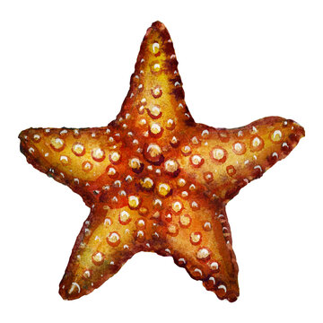 Sea star isolated on a white background. Sea creatures. Watercolor drawing of ocean creatures.