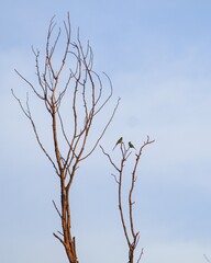 Green Bee Eater on a bare tree against the sky