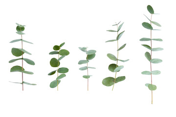 Set of green eucalyptus leaves  isolated on white background with clipping path. Full Depth of...