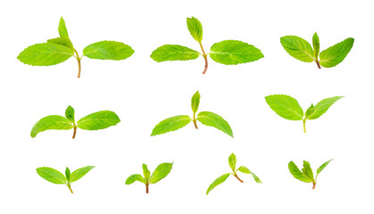Fresh green mint leaves isolated on white background. Close up of peppermint with clipping path. Full Depth of field. Focus stacking. PNG	