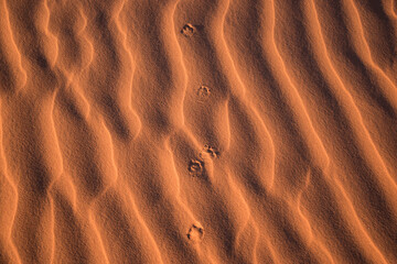 Huellas en la arena del Sahara