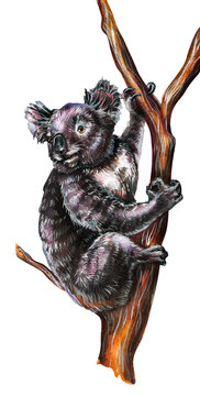 Drawing of a fluffy koala sitting on a branch. Marsupial bear isolated on white background.
